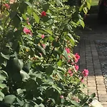 Rose Garden *