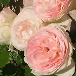 Appartement Rose Garden Giverny