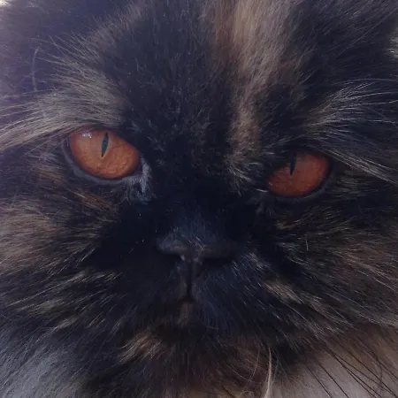 Apartment Rose Garden