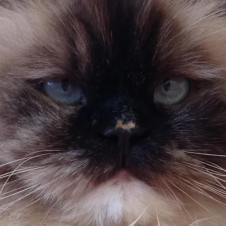 Apartment Rose Garden Giverny