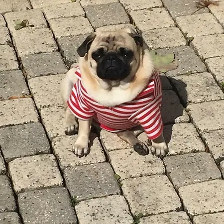 Rose Garden Apartment