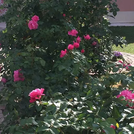 Rose Garden *