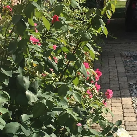 Rose Garden *