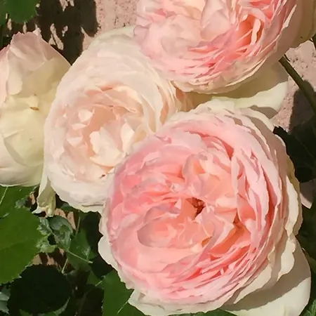 Apartment Rose Garden Giverny