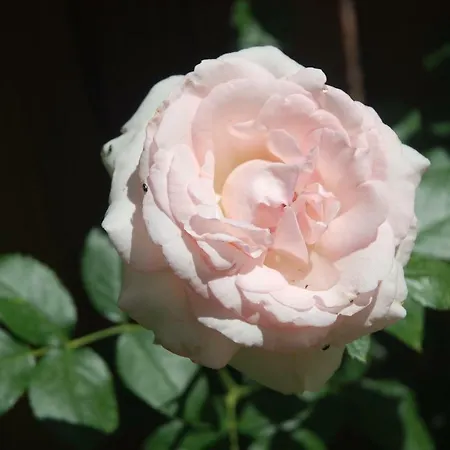 Rose Garden * 吉维尼