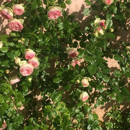Rose Garden Апартаменты Живерни