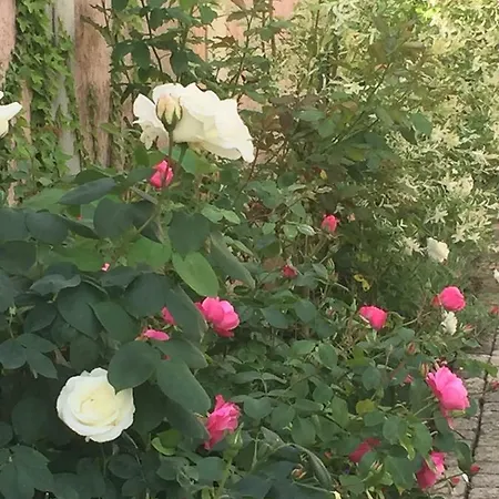 Apartment Rose Garden