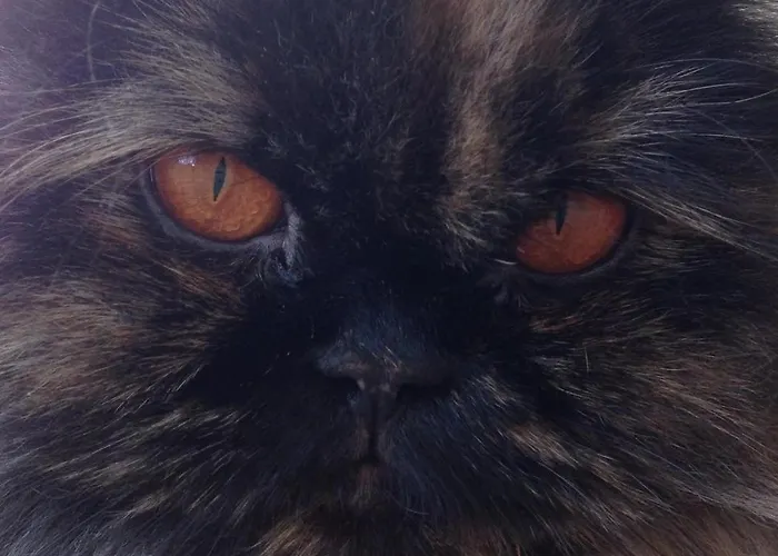 Appartement Rose Garden