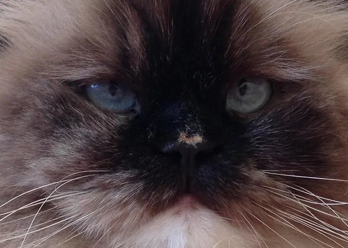 公寓 Rose Garden 吉维尼