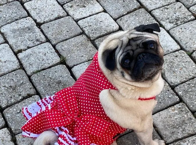 Appartement Rose Garden