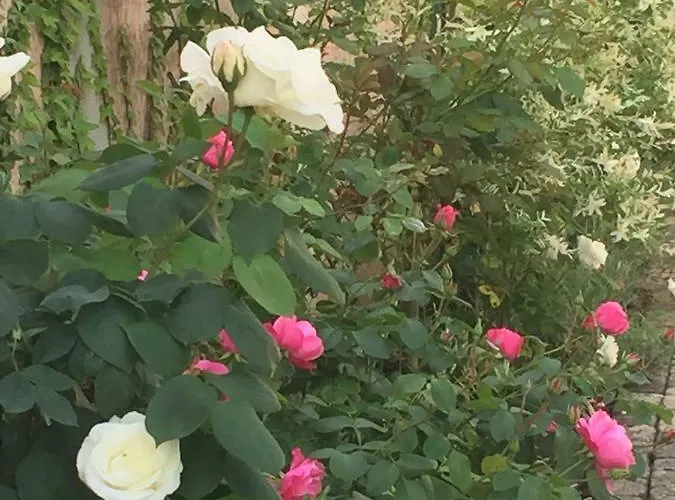 Appartement Rose Garden